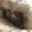 ねこのプロフィール画像