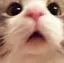 ねこのプロフィール画像
