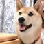まいはのプロフィール画像