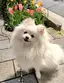 ふくすけのプロフィール画像
