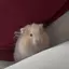 みうのプロフィール画像