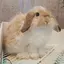 ﾚﾚﾚのプロフィール画像
