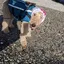 くろわんのプロフィール画像