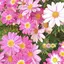 sakuraのプロフィール画像