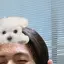 ししゃものプロフィール画像