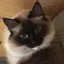 誉子のプロフィール画像