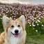 もりのプロフィール画像