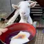 まのプロフィール画像