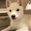 しおのプロフィール画像