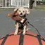 YU🐶のプロフィール画像