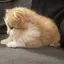 スミのプロフィール画像