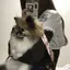 chiharuのプロフィール画像