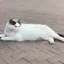 こうきのプロフィール画像