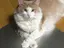 藤丸のプロフィール画像