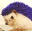 あたごのプロフィール画像