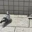 みみのプロフィール画像
