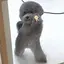 まいまいのプロフィール画像