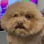 ニコのプロフィール画像