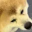 ayazoのプロフィール画像