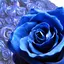 ✿のプロフィール画像