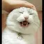 さぬきうどんちゃんのプロフィール画像