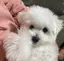 Anzのプロフィール画像