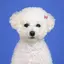 りのんのプロフィール画像