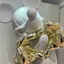 かとうのプロフィール画像