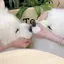 サモエドのプロフィール画像