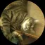 桃子のプロフィール画像