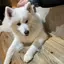 さくらのプロフィール画像