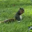 りすですのプロフィール画像