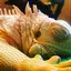 tomoのプロフィール画像
