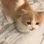 ななちゃまるのプロフィール画像