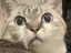 Megのプロフィール画像