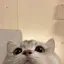 akaneのプロフィール画像