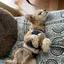 犬走りのプロフィール画像