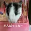 あゆみのプロフィール画像
