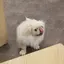 saeのプロフィール画像
