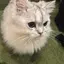 あ!のプロフィール画像