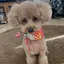 めぐりんのプロフィール画像