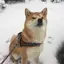 たまこのプロフィール画像