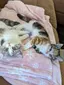 ふうすけのプロフィール画像