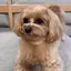 ピロコのプロフィール画像