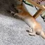 みーちょのプロフィール画像