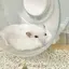 こまちのプロフィール画像