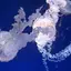 まなのプロフィール画像