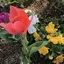 花吹雪のプロフィール画像