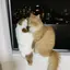まあやさらみろくるみままのプロフィール画像