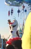 ふがのプロフィール画像